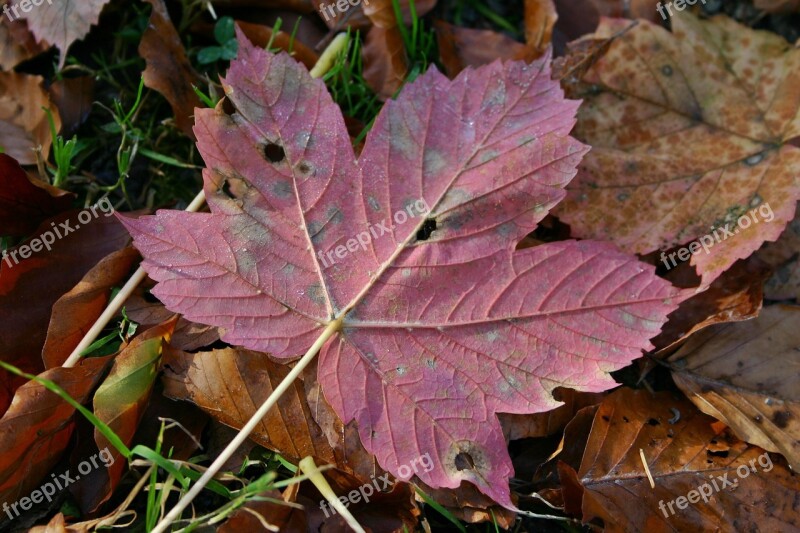 Autumn Leaf Maple Leaf Autumn Colorful Fall Color