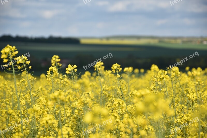 Rapeseed Agriculture Fields Free Photos