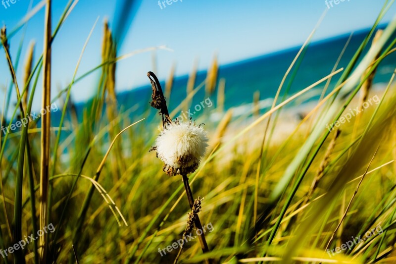 Flower Dune North Sea Sea Beach Denmark