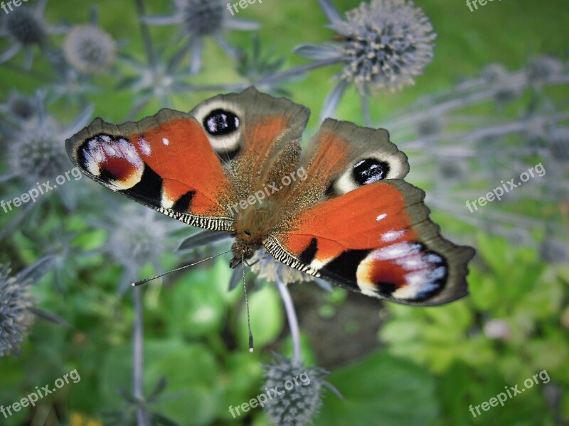 Butterfly Animal Insect Garden Animals