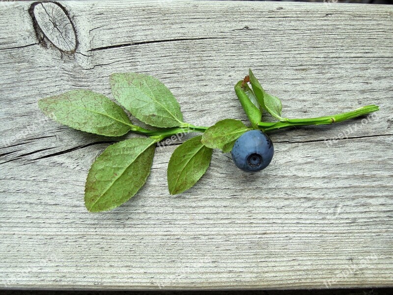 Blueberry Blueberry Twig Plant Wild Berry Twig