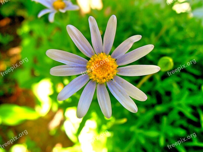 Flower White Wild Flower Summer Plant