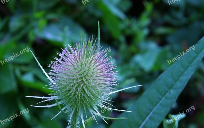 Card Medicinal Plant Diestel Nature Meadow