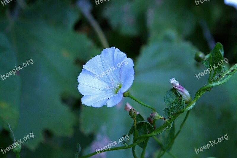 Funnel Thread Nature Flower Bloom Plant