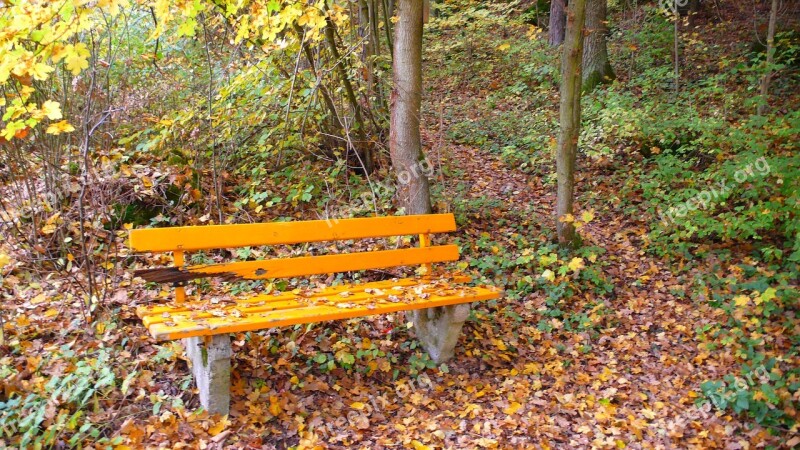 Forest Bank Autumn Leaves Fall Foliage