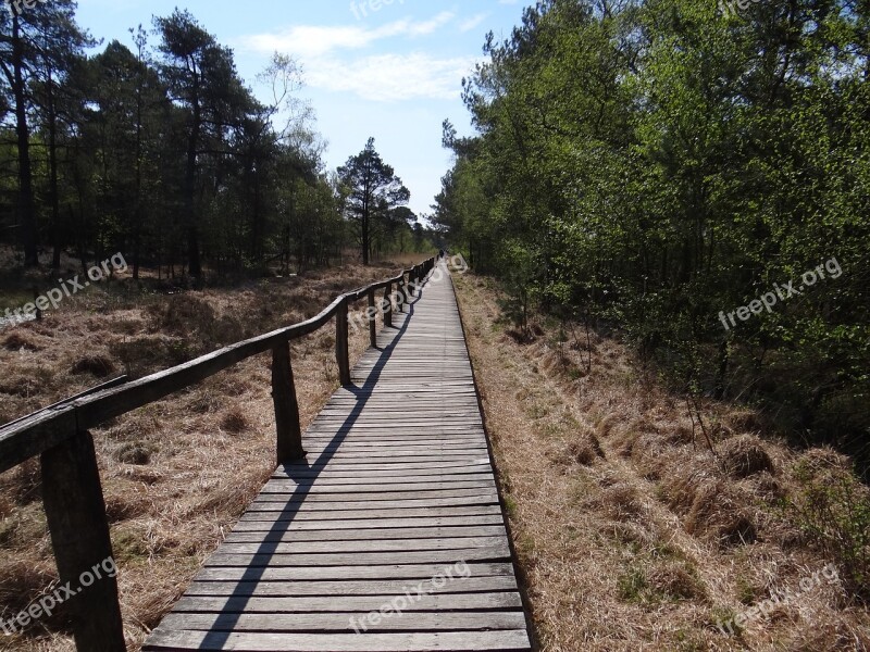 Pietz Moor Schneverdingen Boardwalk Free Photos