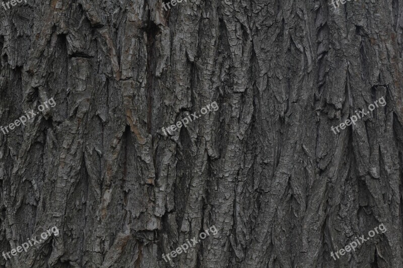 Bark Wood Willow Tribe Structure