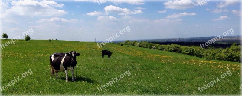 Meadow Animal Pasture Land Cow Rumination