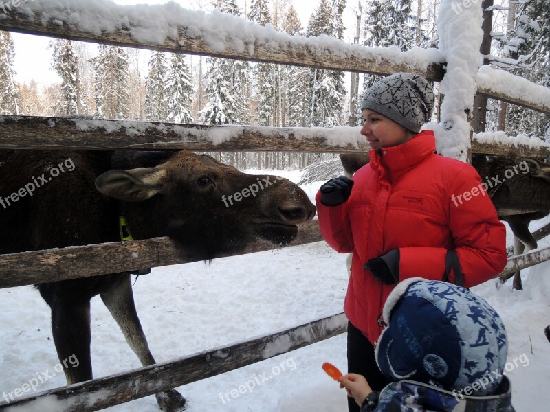 Elk Beasts Elk Farm Forest Animals Winter