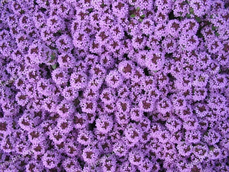 Purple Carpet Of Flowers Spring Garden Pretty