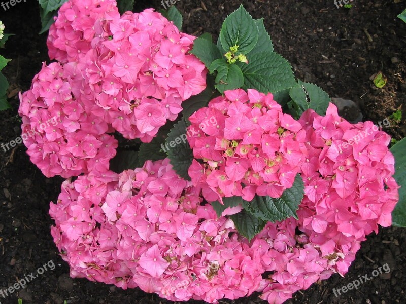 Hydrangeas Flowers Pink Hydrangea Flower Nature