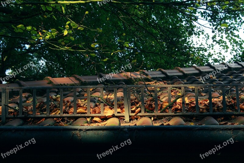 Roof Tree Sun Sunshine Light