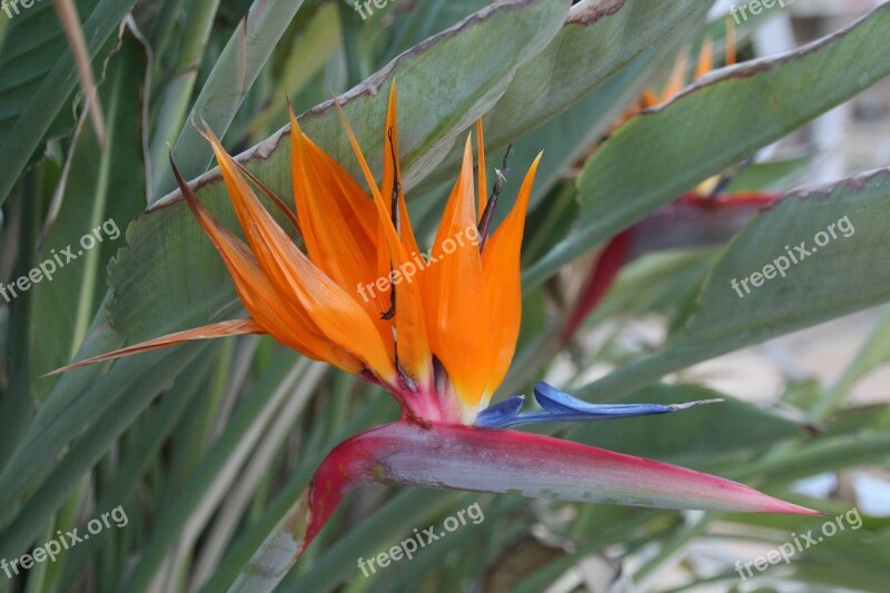 Bird Of Paradise Flower Tropical Flower Exotic Flowers Free Photos