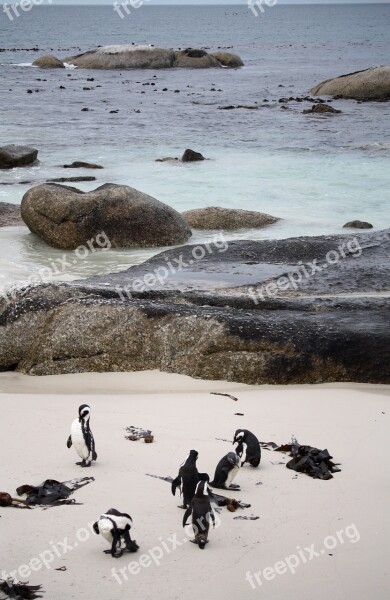 Penguins South Africa Sea Ocean Sand