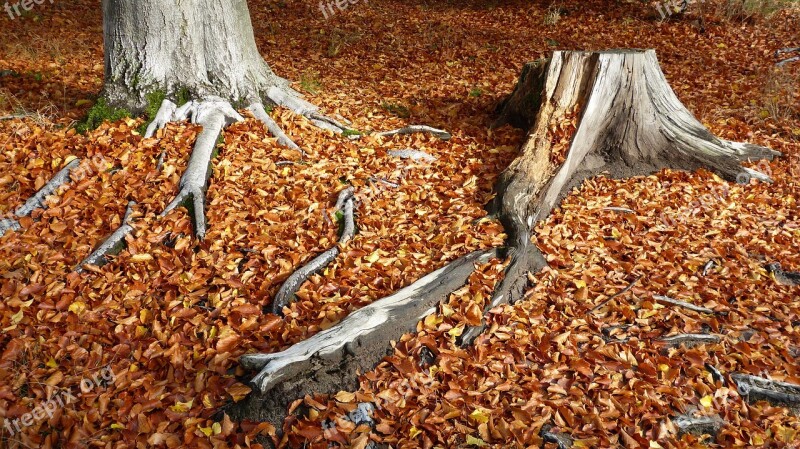 Fall Foliage Log Autumn Forest Forest Floor