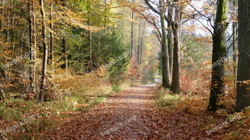 Forest Autumn Nature Fall Foliage Autumn Colours