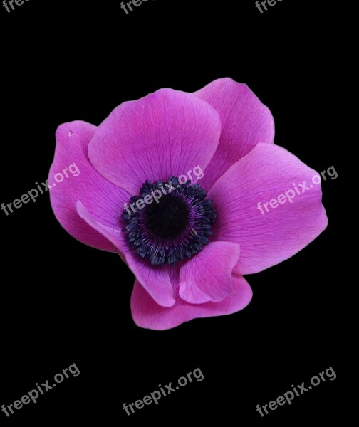 Anemone Raindrop Pink Flower Flora