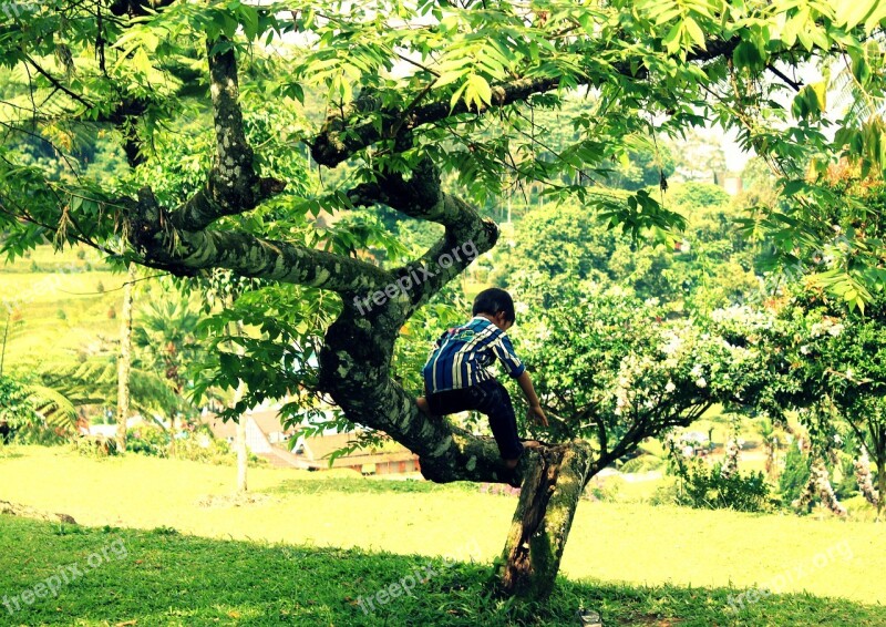 Kid Tree Play Climbing Outside