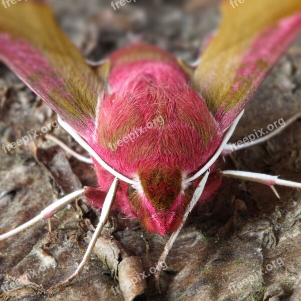 Moth Macro Lepidoptera British Nature