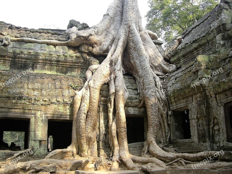 Ruin Old Tree Angkor Wat Cambodia