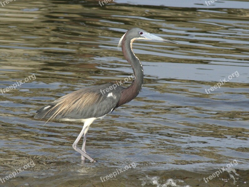 Tricolored Heron Wildlife Bird Nature Wild