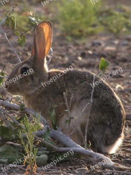 Desert Cottontail Rabbit Bunny Hare Wildlife