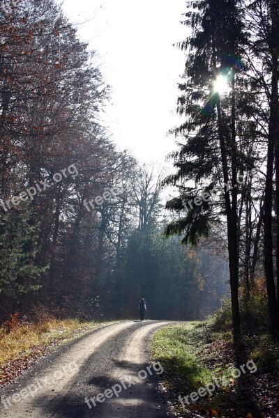 Walk In The Forest Walk Forest Schönbuch Autumn