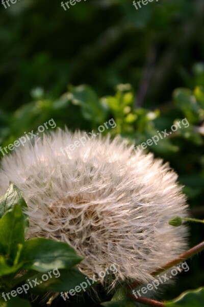 Dandelion Seeds Nature Meadow Pointed Flower