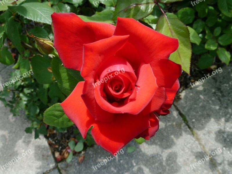 Red Rose Blossom Bloom Garden Free Photos