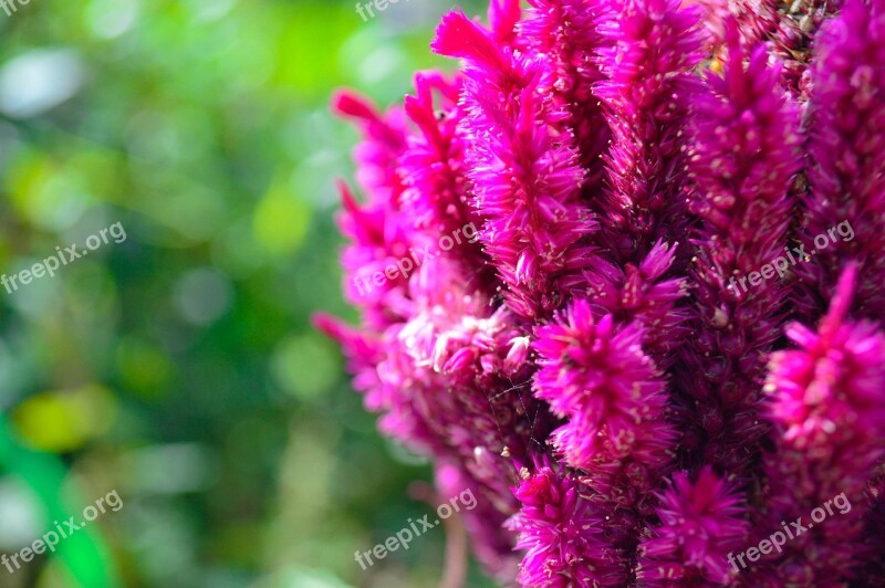 Cristata Autumn Flowers Powder Flowering