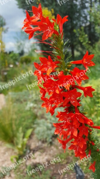 Standing Cypress Ipomopsis Rubra Red Long Flower