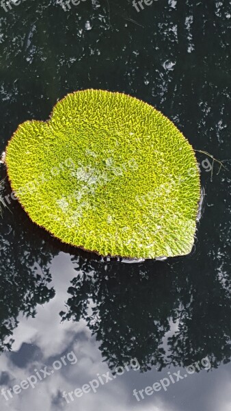 Lily Pad Pond Water Botanical Garden