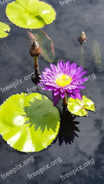 Lily Pads Flower Pond Water Lily Botanical