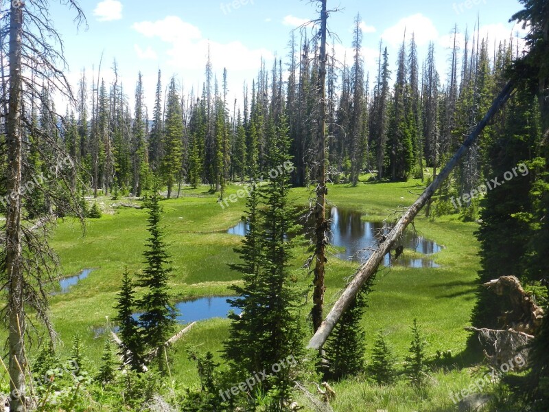 Uinta Swamp Mountains Utah Forest