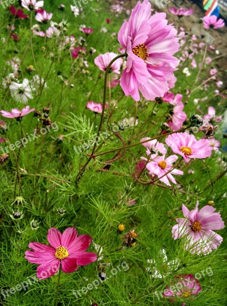 Gesanghua Aden Wild Flowers Free Photos