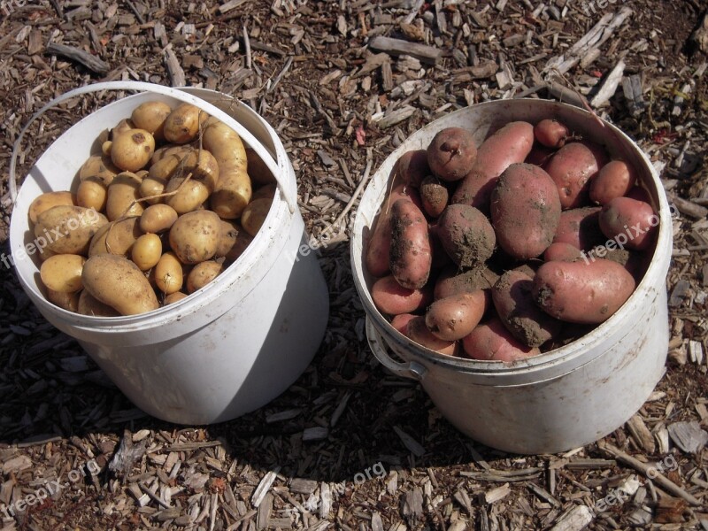 School Garden Potatoes Harvest Free Photos