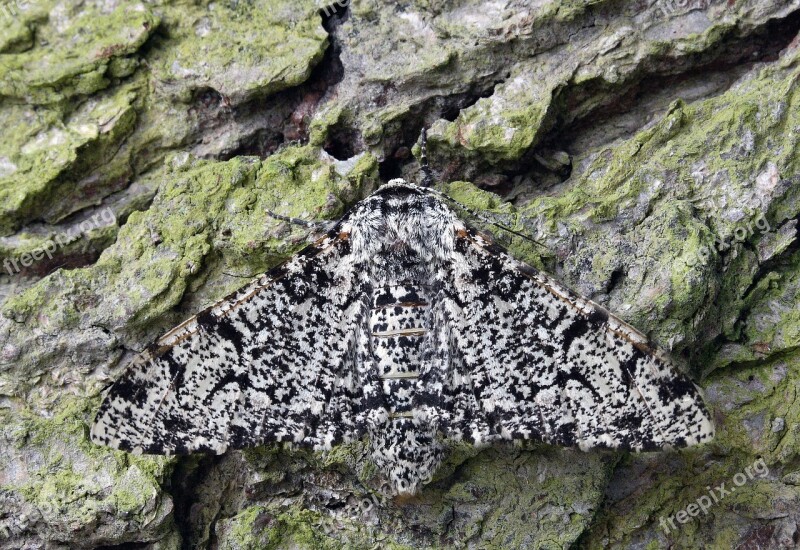 Moth Macro Lepidoptera British Nature