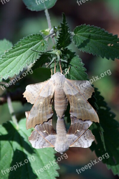 Moth Macro Lepidoptera British Mating