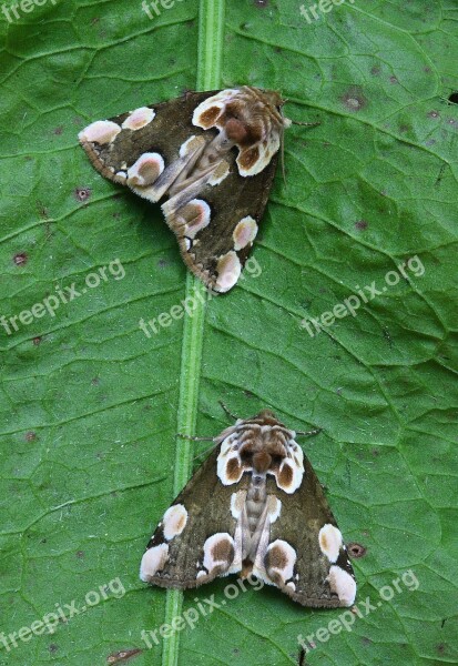 Moth Macro Lepidoptera British Nature