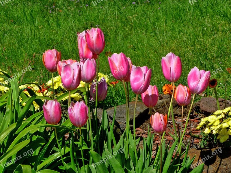 Tulips Pink Tulips Garden Free Photos