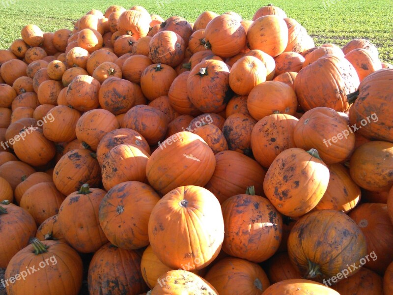 Pumpkin Autumn Autumn Decoration Vegetables Orange