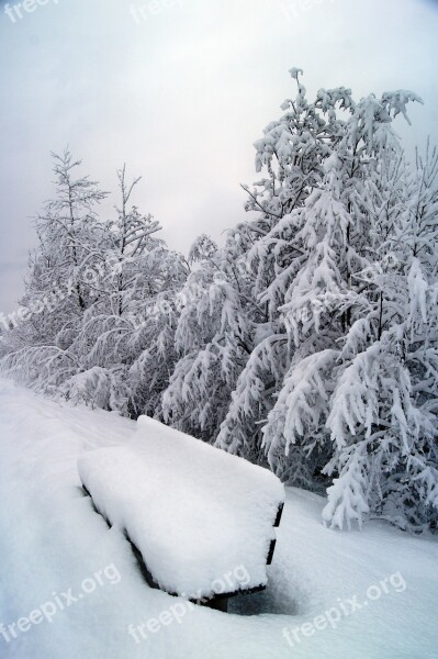 Winter Snow Wintry Winter Bushes Bank