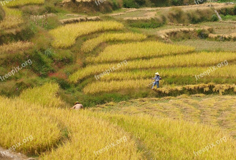 Rice Harvest Paddy Crops Agriculture