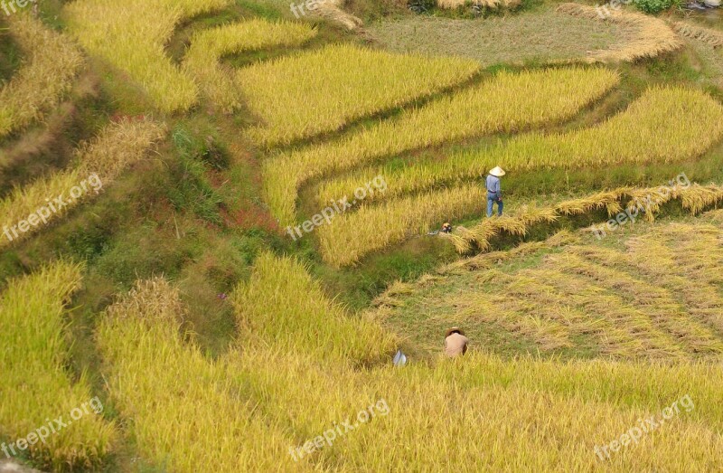 Rice Harvest Crops Agriculture Field