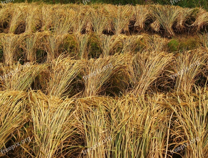 Rice Harvest Crops Agriculture Farm