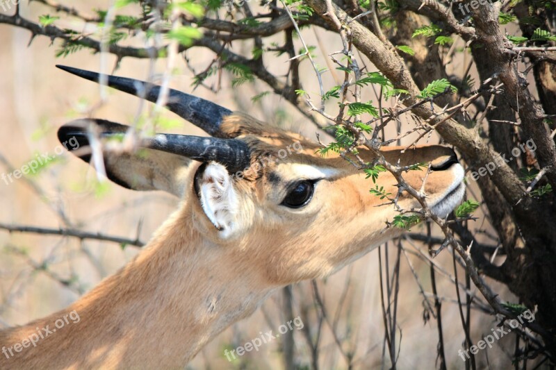 Reedbuck Kruger Park South Africa Nature Wildlife