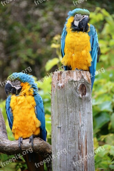 Parrot Macaw Tropical Bird Nature