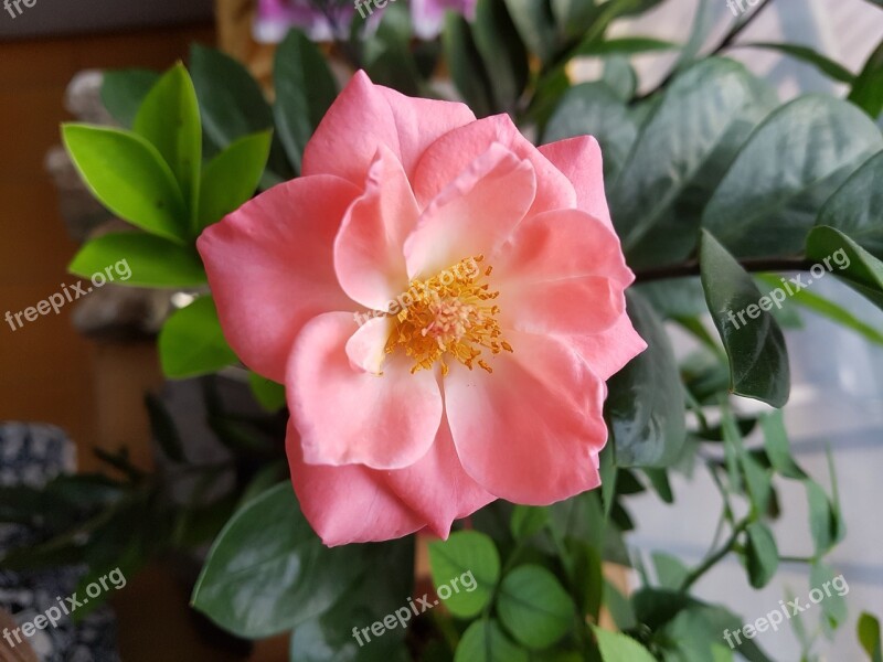 Rose Pink Roses Flowers Beautiful Cluster