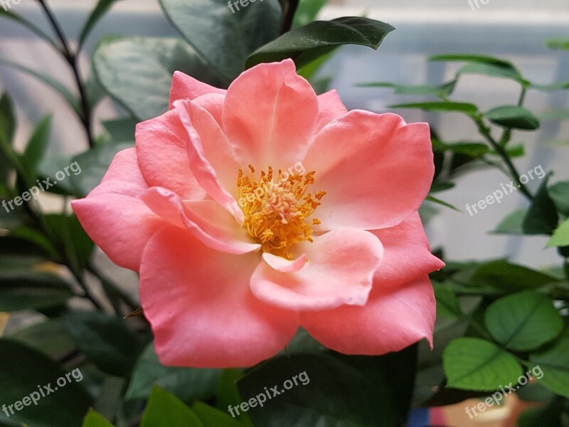 Rose Flowers Pink Potted Plant Nature