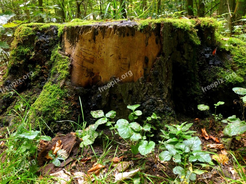 Tree Stump Tree Forest Log Wood